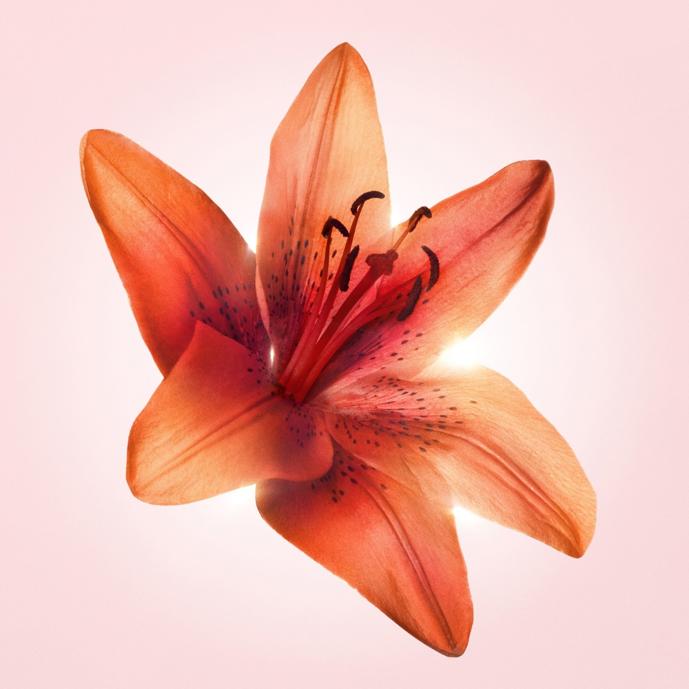 Flowerbomb Tiger Lily, EdP